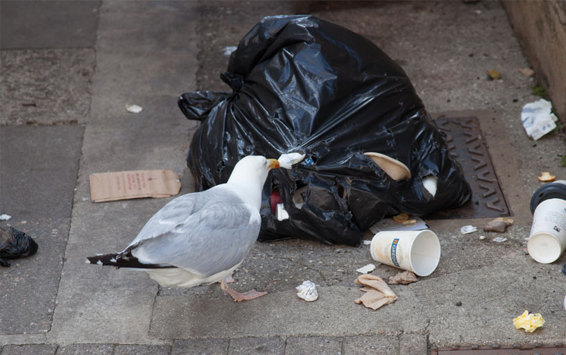 Bird-control-in-York