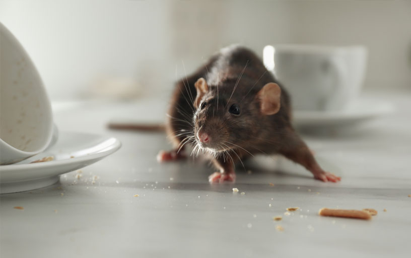 Mouse-and-rat-control-in-York Mouse-and-rat-control-in-York