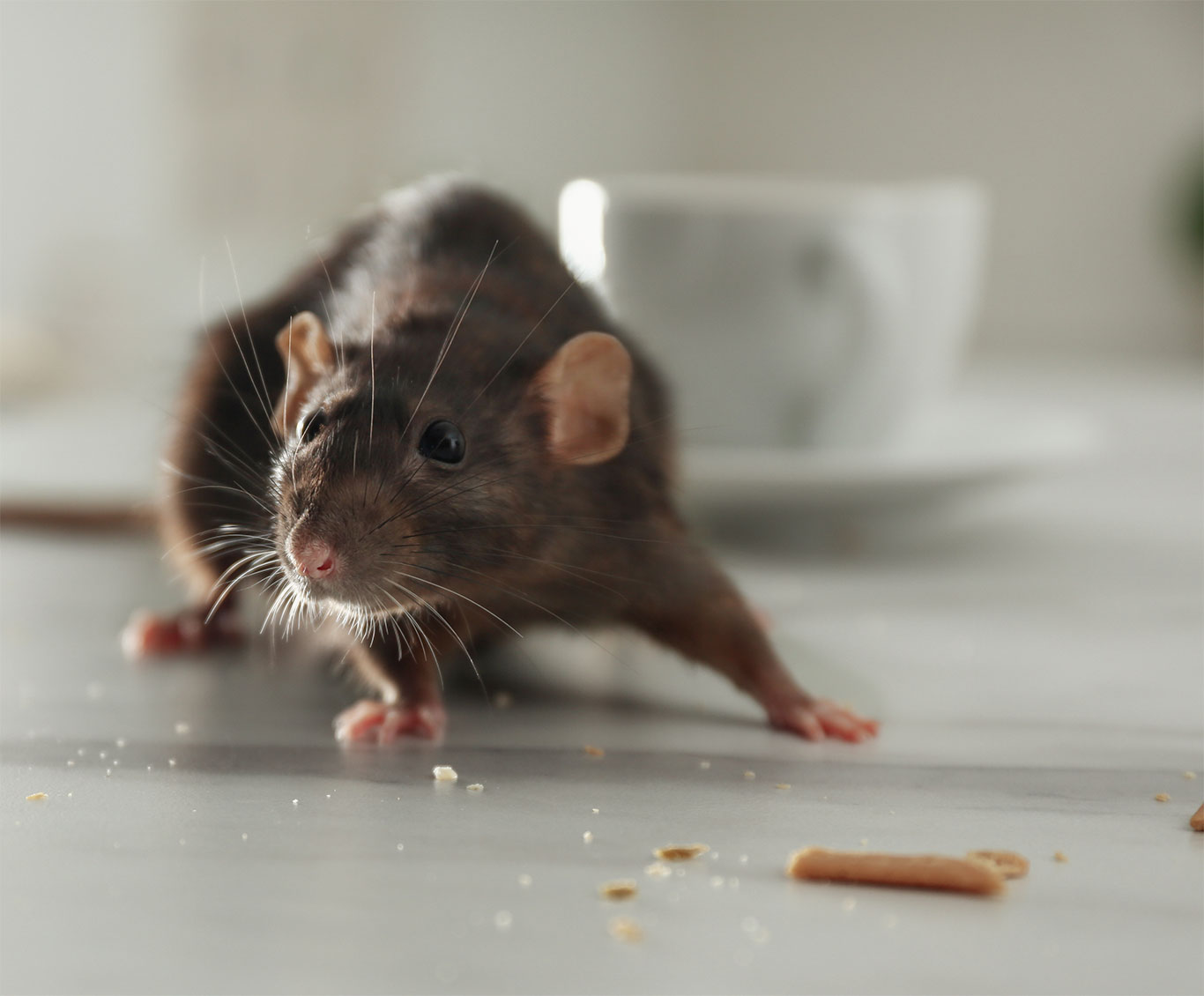 Vermin-Control-in-York
