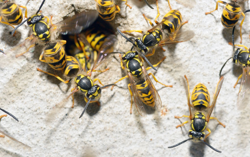 Wasp-Nest-Removal-in-York