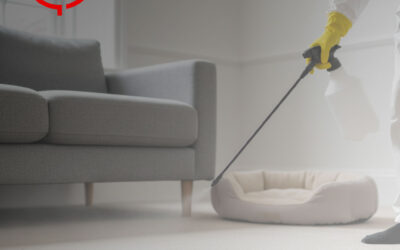 Get Rid of Fleas in Your Home