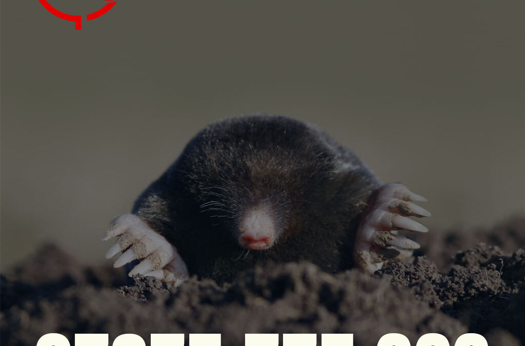 How to Stop Moles Ruining Your Garden