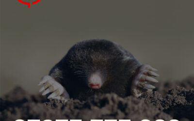 How to Stop Moles Ruining Your Garden