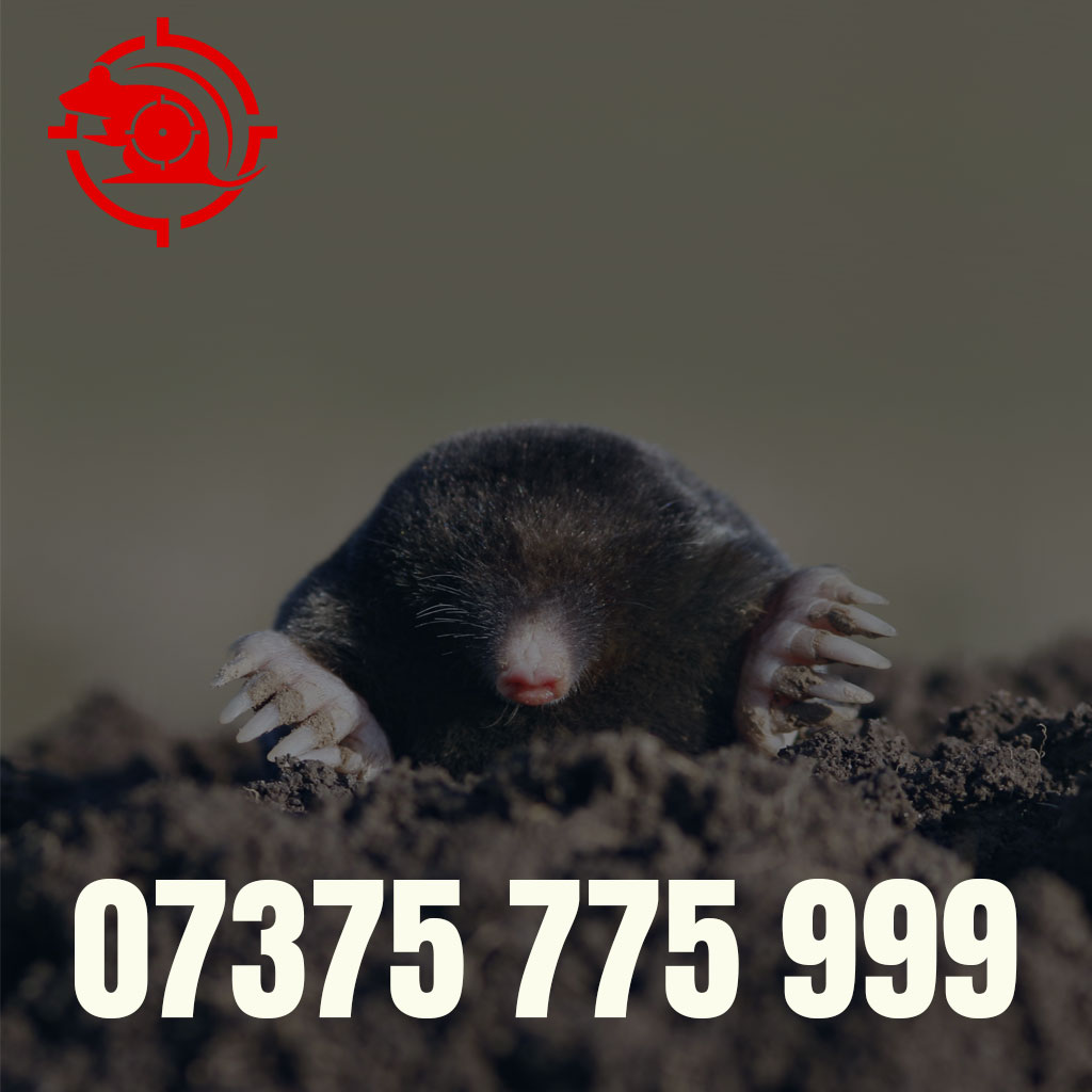 Mole-Removal in York Mole-Removal in York